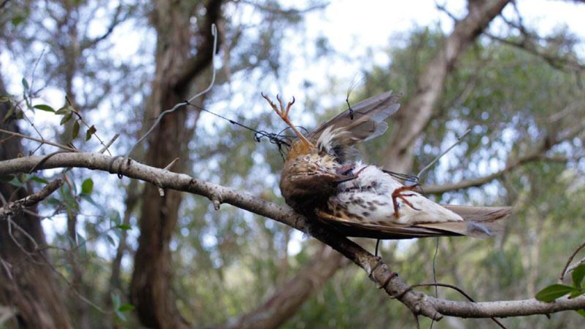 Ρόδος: Αιχμαλώτισε δεκάδες ωδικά πουλιά με παράνομα μέσα