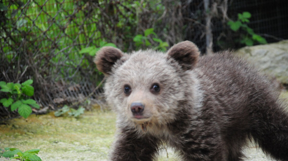 Ιωάννινα: Αρκουδάκι βρέθηκε αιμόφυρτο και σε ημικωματώδη κατάσταση