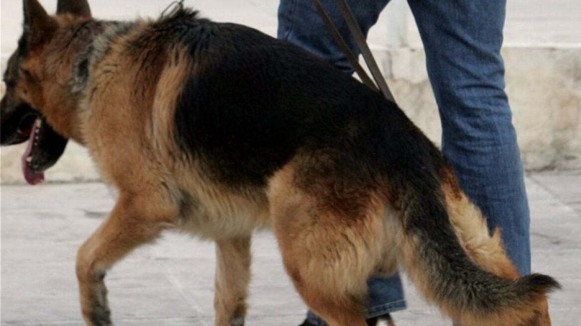 Αλεξανδρούπολη: Ο σκύλος της Δίωξης μύρισε το χασίς