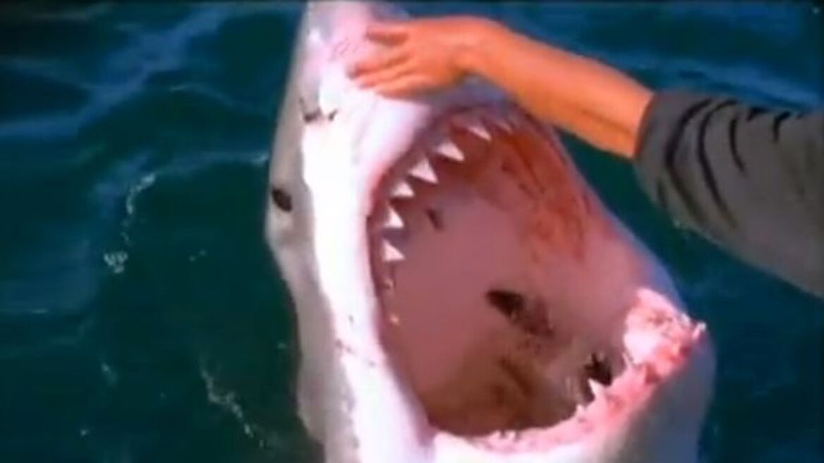 Απίστευτο βίντεο:Τολμηρός ψαράς χαϊδεύει τεράστιο λευκό καρχαρία!