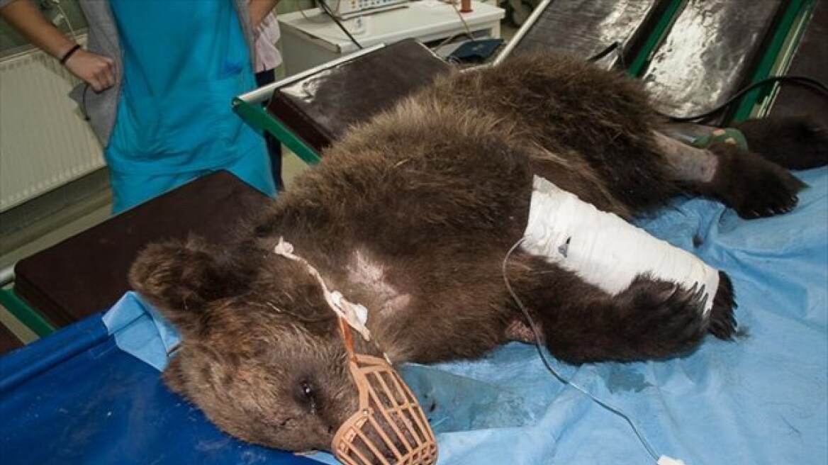 ΑΠΘ: Στην Κτηνιατρική Κλινική το αρκουδάκι που βρέθηκε αιμόφυρτο στο Μέτσοβο