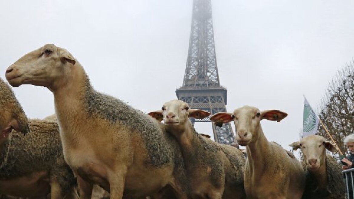 Πρόβατα... διαδήλωσαν κατά των λύκων στον Πύργο του Αιφελ!              