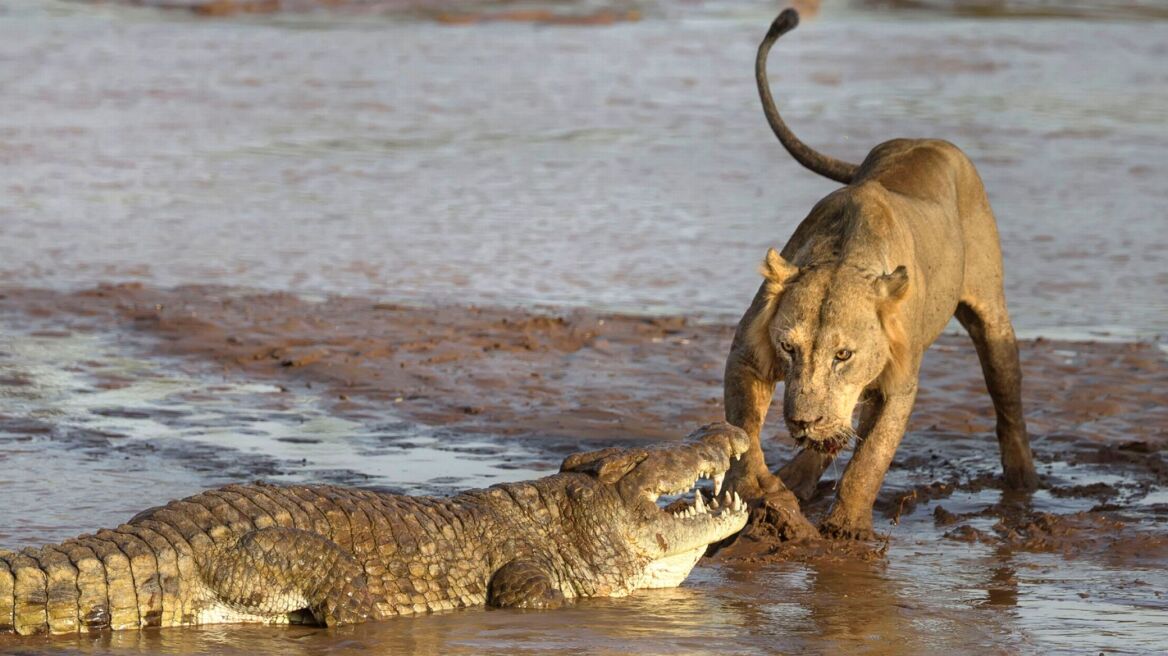 Δείτε φωτογραφίες: Λιοντάρια μάχονται με κροκόδειλο για το κουφάρι ενός ελέφαντα