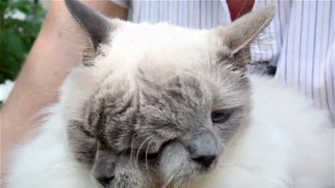 Πέθανε η μεγαλύτερη... διπρόσωπη γάτα στον κόσμο 