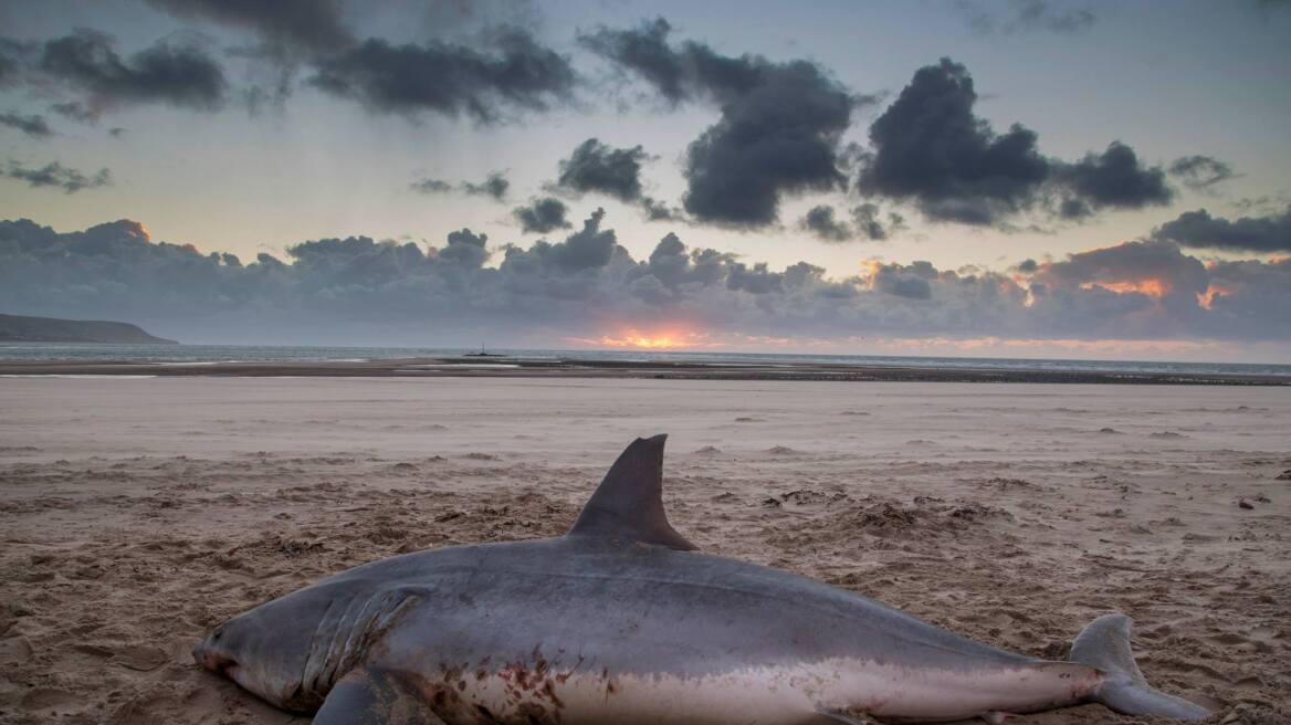 Φονικός καρχαρίας που ζει στον Κόλπο του Μεξικού ξεβράστηκε στις ακτές της Ουαλίας