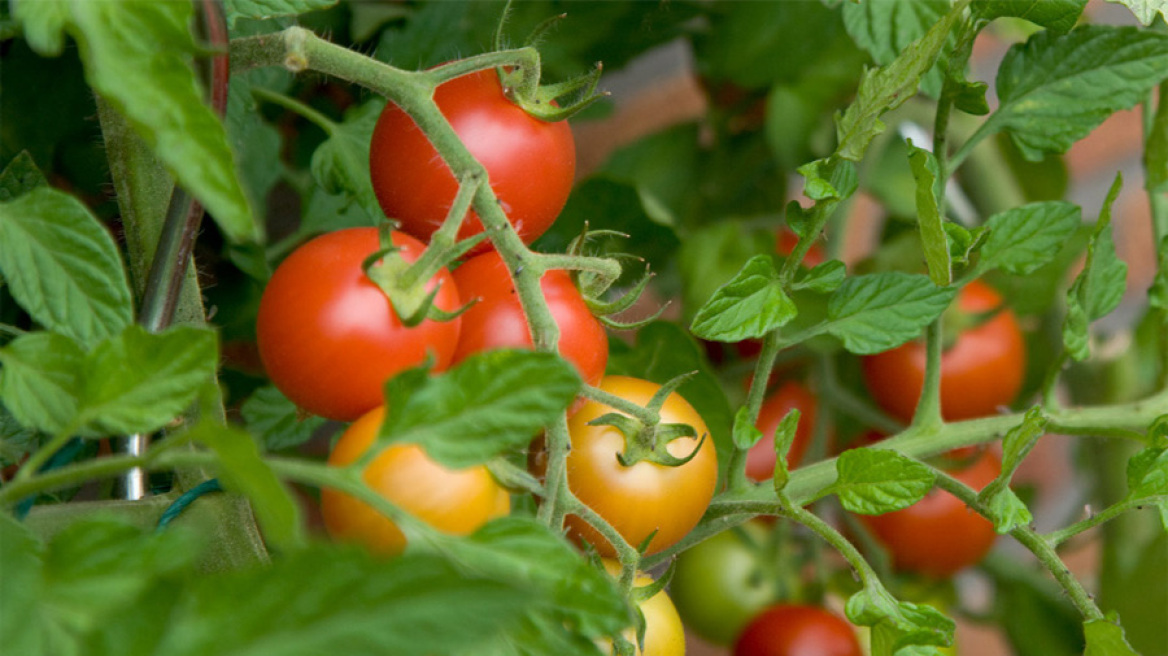 Σέρρες: Ζημίωσαν τα ταμεία της ΕΕ κατά... 900.000 ευρώ για εικονικές καλλιέργειες ντομάτας