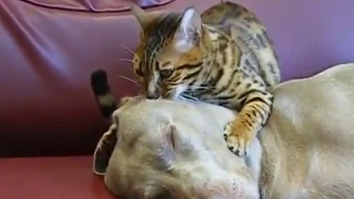 Βίντεο: Γάτα κάνει μασάζ σε σκύλο για να κοιμηθεί!