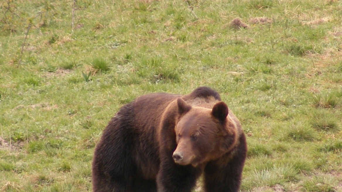 Αυξάνονται οι πληθυσμοί του λύκου και της αρκούδας στην Ευρώπη 
