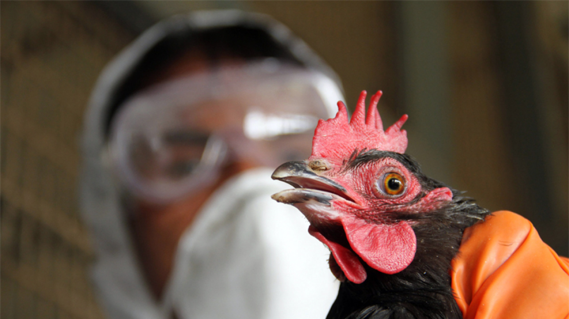 Η Νότια Κορέα ανέστειλε την εισαγωγή πουλερικών από τις ΗΠΑ λόγω της γρίπης των πτηνών