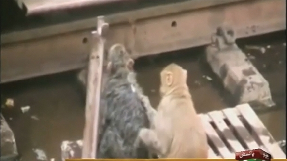 Ινδία: Πίθηκος έσωσε πίθηκο που έπαθε ηλεκτροπληξία! 