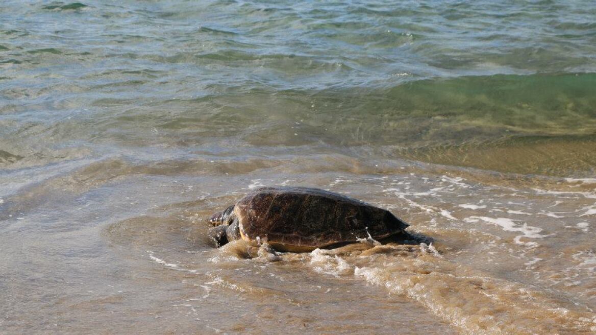 Κεφαλονιά: Απελευθέρωσαν χελώνα σε παραλία του νησιού