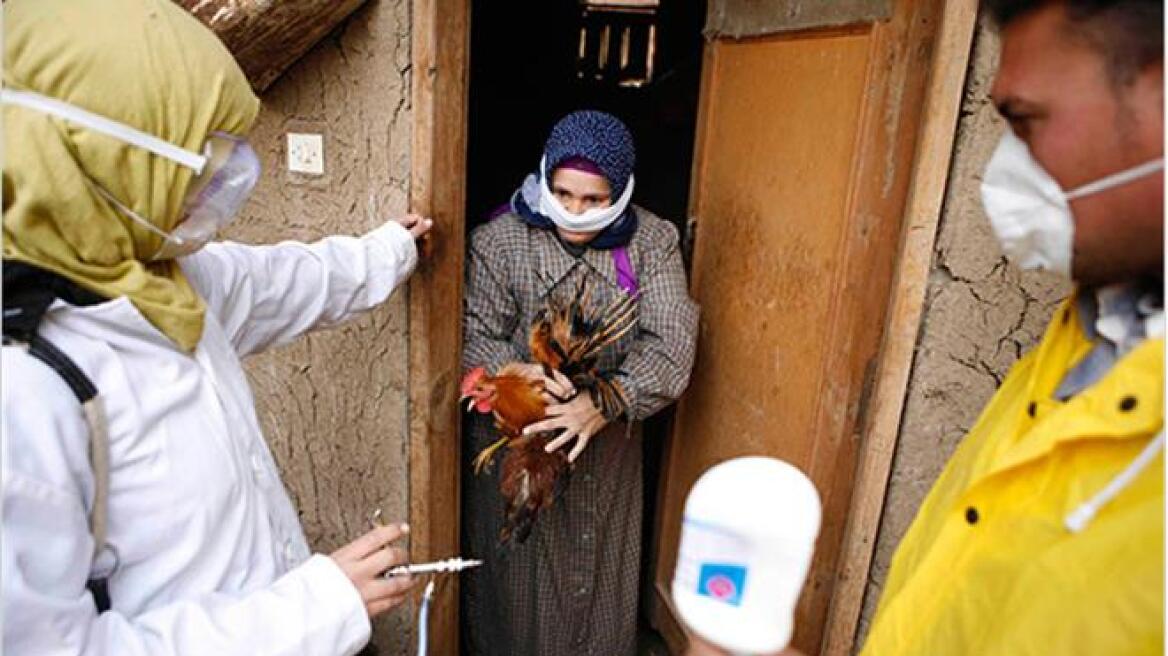 Λιβύη: Τέσσερις νεκροί από τη γρίπη των πτηνών