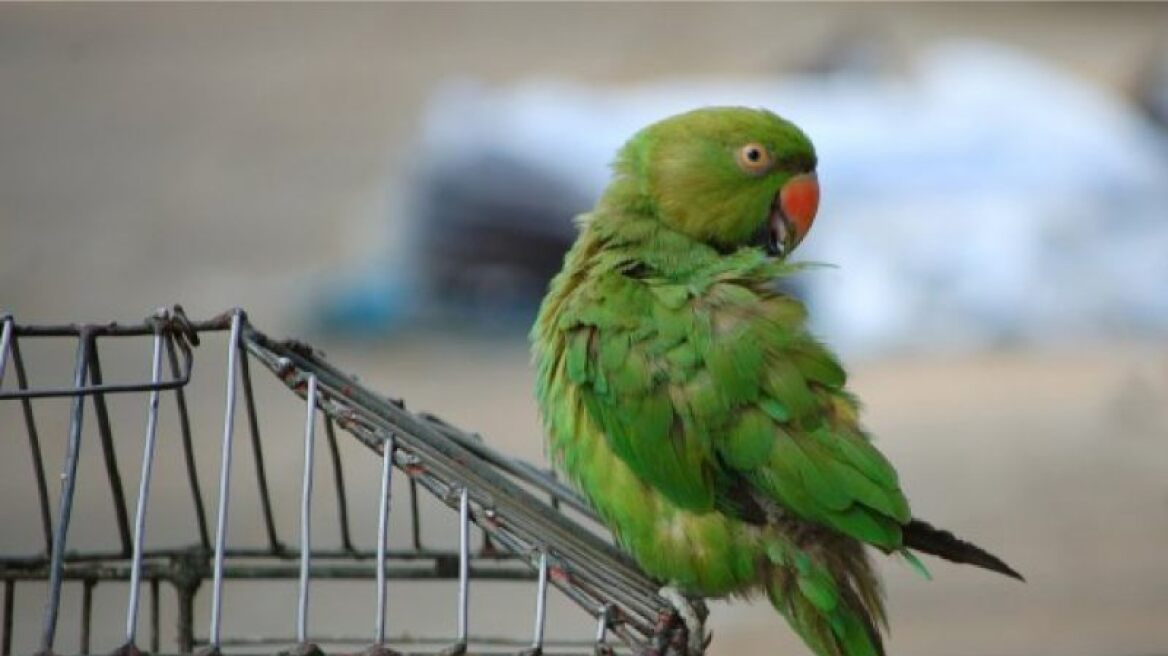 Χανιά: Έκλεψαν πενήντα παπαγάλους από το Δημοτικό Κήπο!