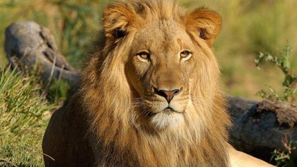«Υιοθέτησε» τρία λιοντάρια και τα ονόμασε… Πούτιν, Ομπάμα και Μέρκελ