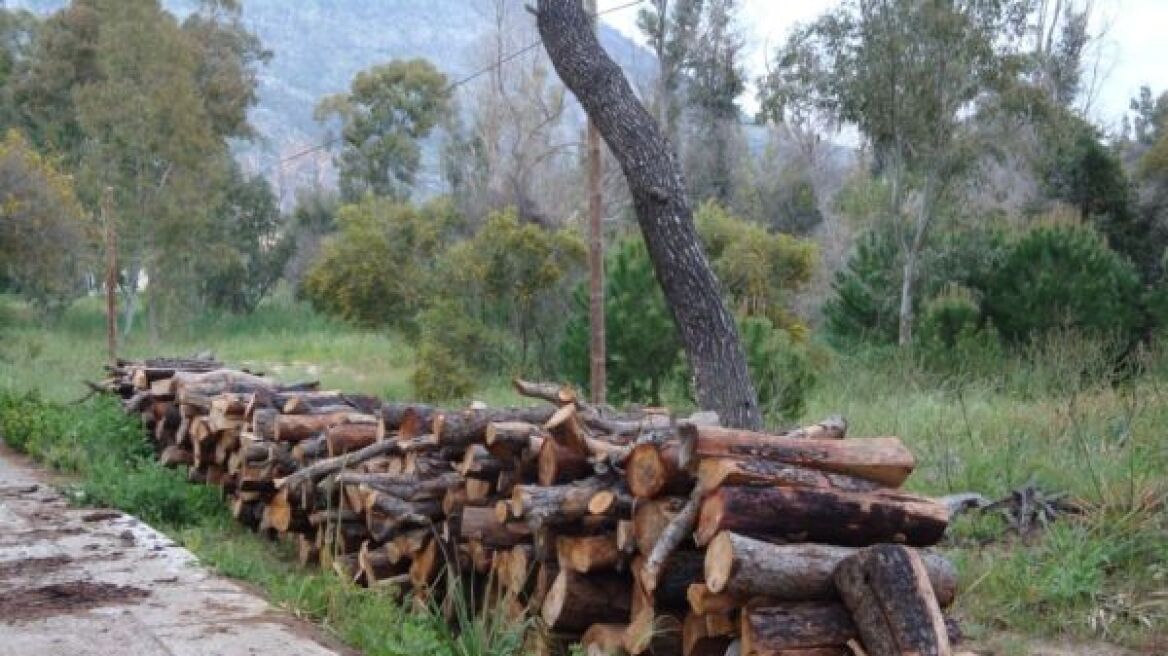 Αγρίνιο: Έκοβε παράνομα ξύλα μέσα στη νύχτα
