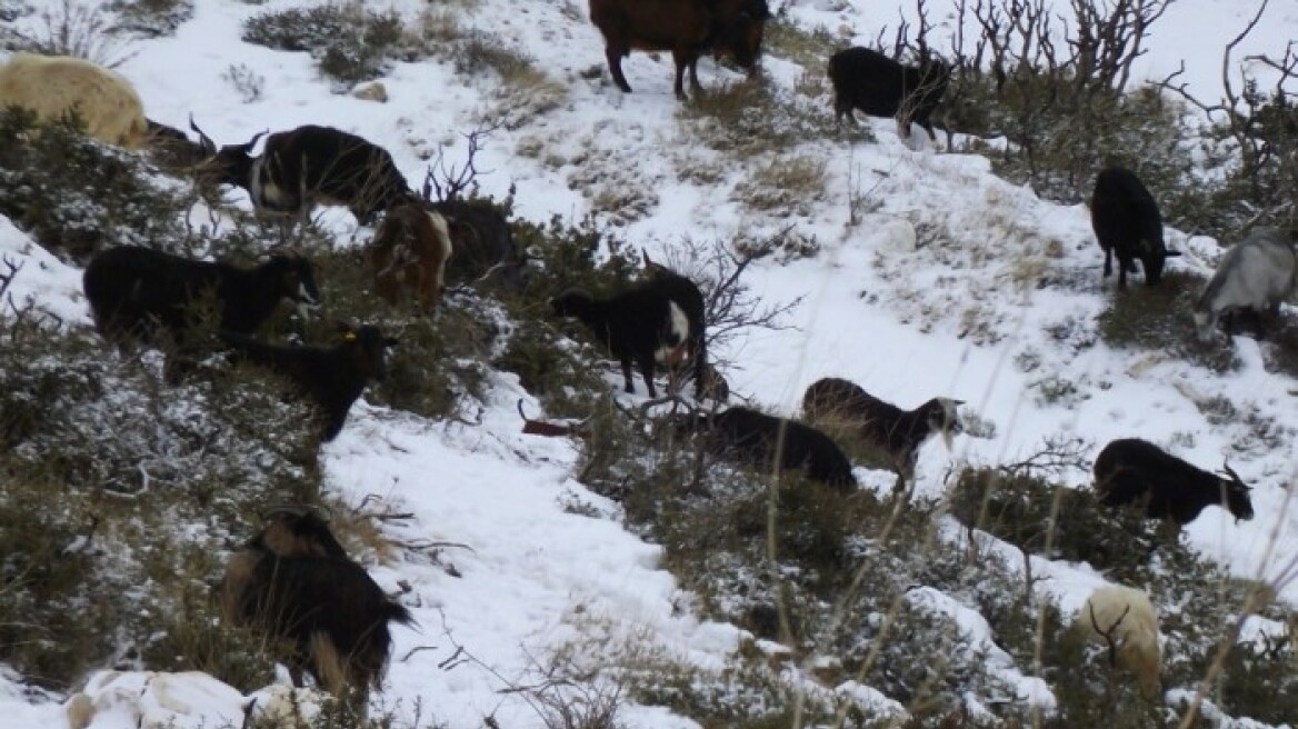 Κρήτη: Τρεις κτηνοτρόφοι αποκλεισμένοι στα ποιμνιοστάσιά τους λόγω του χιονιού
