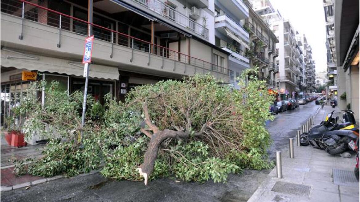 Β. Ελλάδα: Πτώσεις δένδρων από τους ισχυρούς ανέμους