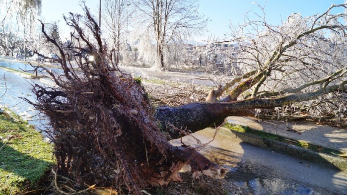 Κρήτη: Σπασμένα δέντρα και ζημιές από τους θυελλώδεις ανέμους
