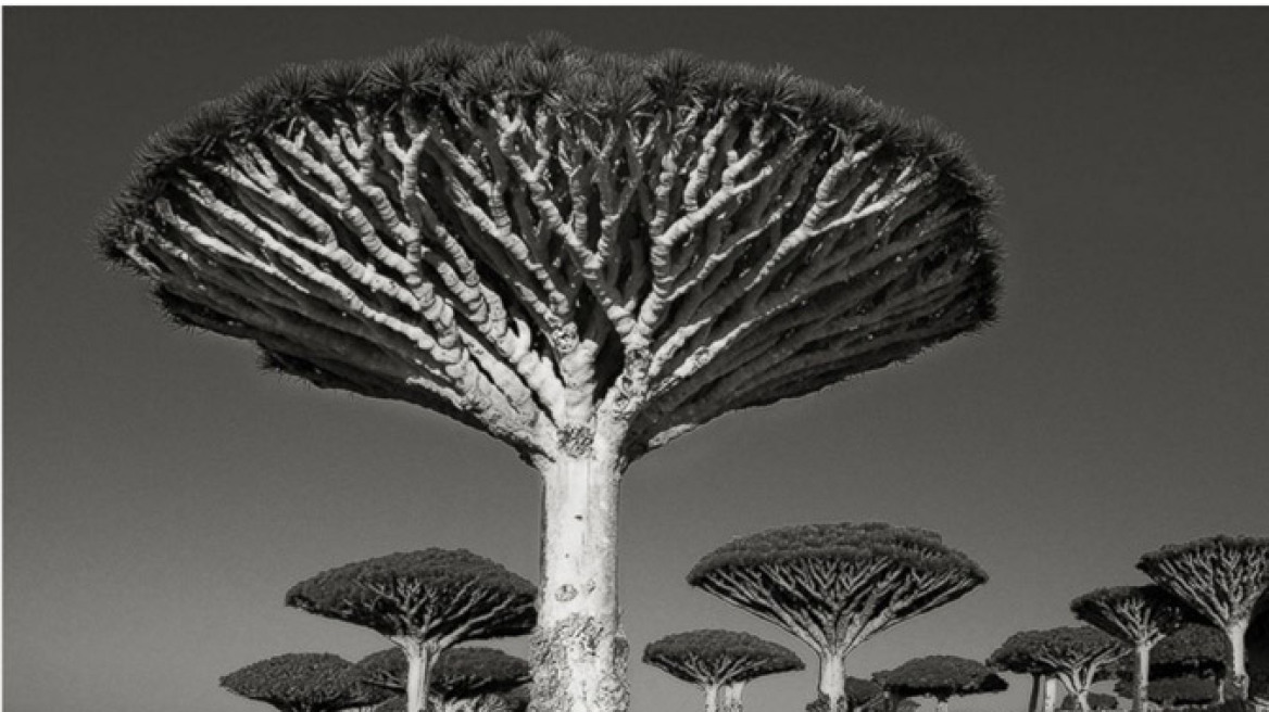 Δείτε τα εννέα αρχαιότερα δέντρα στον κόσμο!