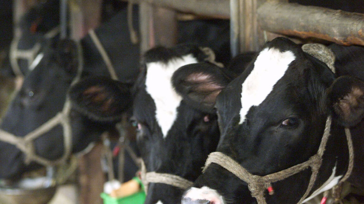 Νορβηγία: Πιθανό κρούσμα της νόσου των «τρελών αγελάδων»