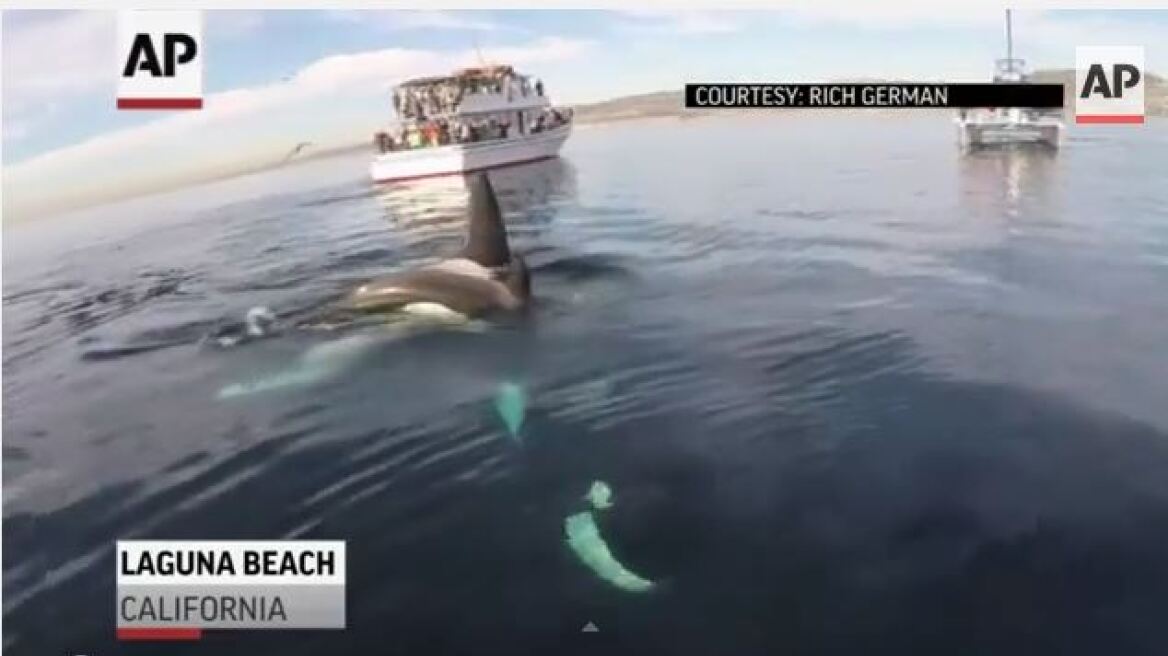 Βίντεο: Φάλαινες - δολοφόνοι κολυμπούν σαν... δελφίνια γύρω από κανό!