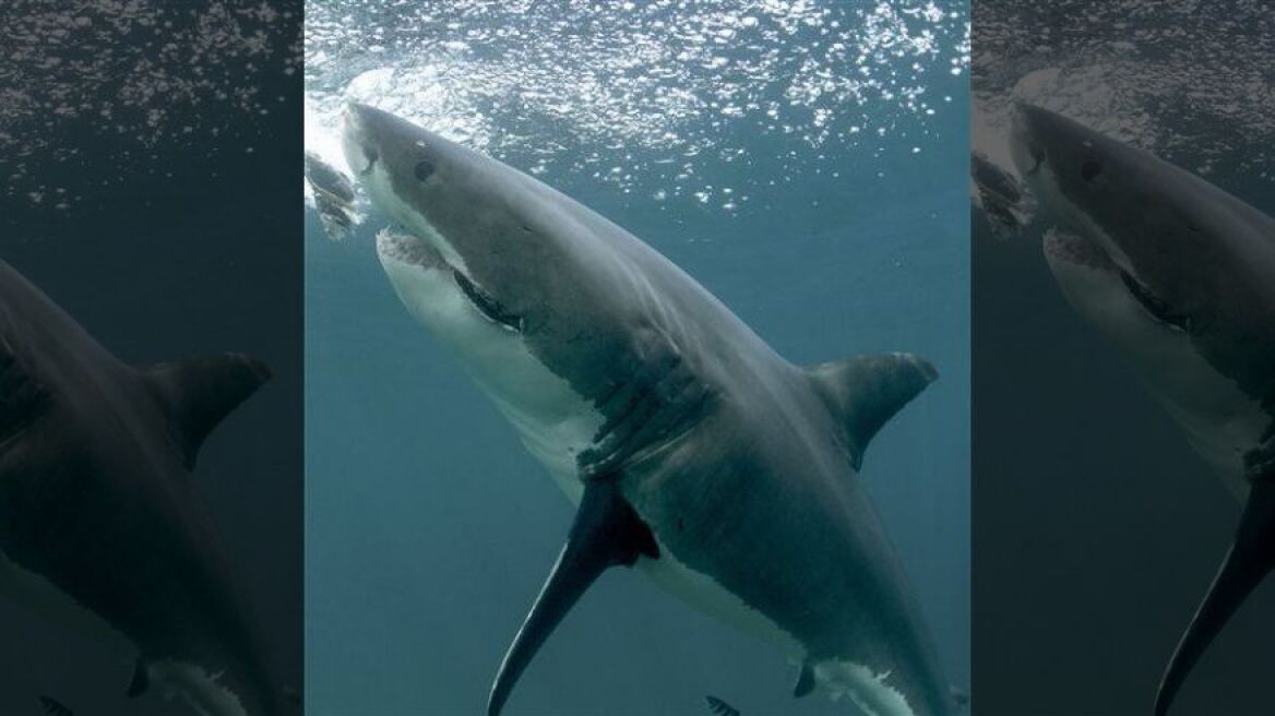 ΗΠΑ: Ο «πιο διάσημος καρχαρίας στο Ίντερνετ» εμφανίστηκε ξανά
