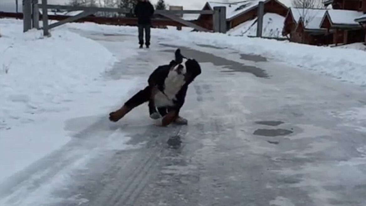 Viral στο διαδίκτυο: Η πρώτη «γνωριμία» ενός σκυλιού με τον πάγο