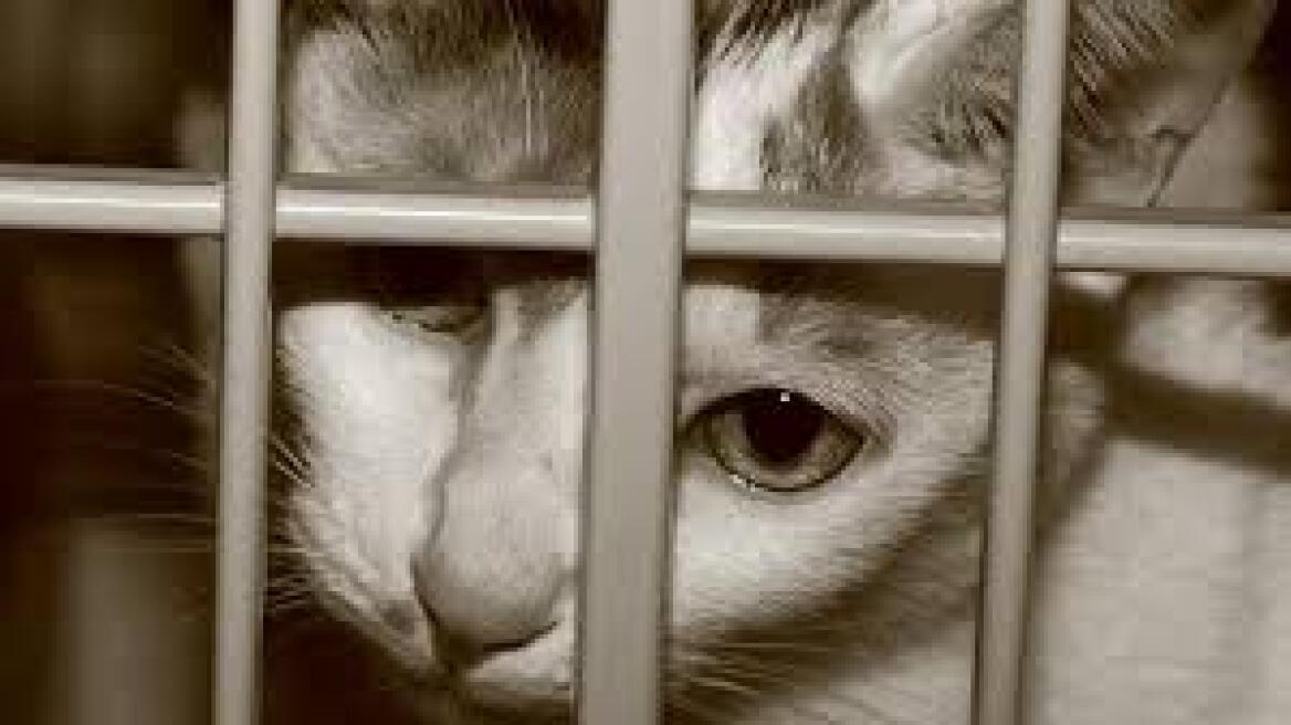 Βιετνάμ: Χιλιάδες γάτες εισήχθησαν παράνομα από την Κίνα προκειμένου να «καταναλωθούν»