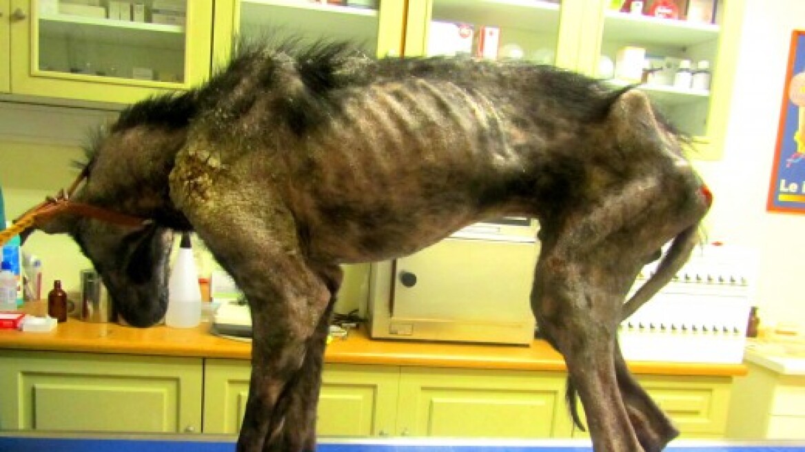 Μπίλλυ: Ο σκύλος που σώθηκε στο παρά πέντε από τον θάνατο 