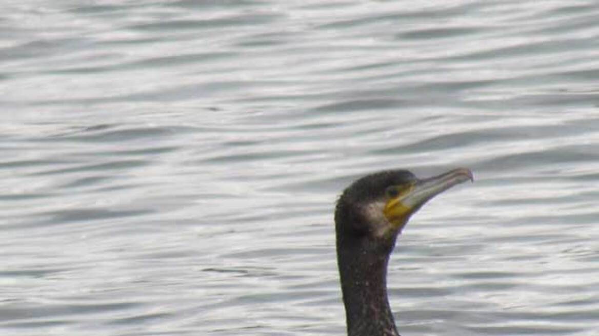 Σπάνια υδρόβια πουλιά στη λίμνη Παμβώτιδα