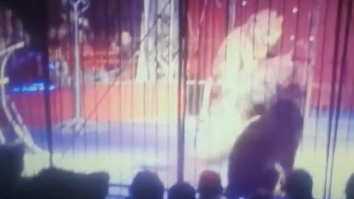 Βίντεο: Τρόμος σε τσίρκο στην Αίγυπτο όταν λιοντάρι επιτέθηκε σε θηριοδαμάστρια