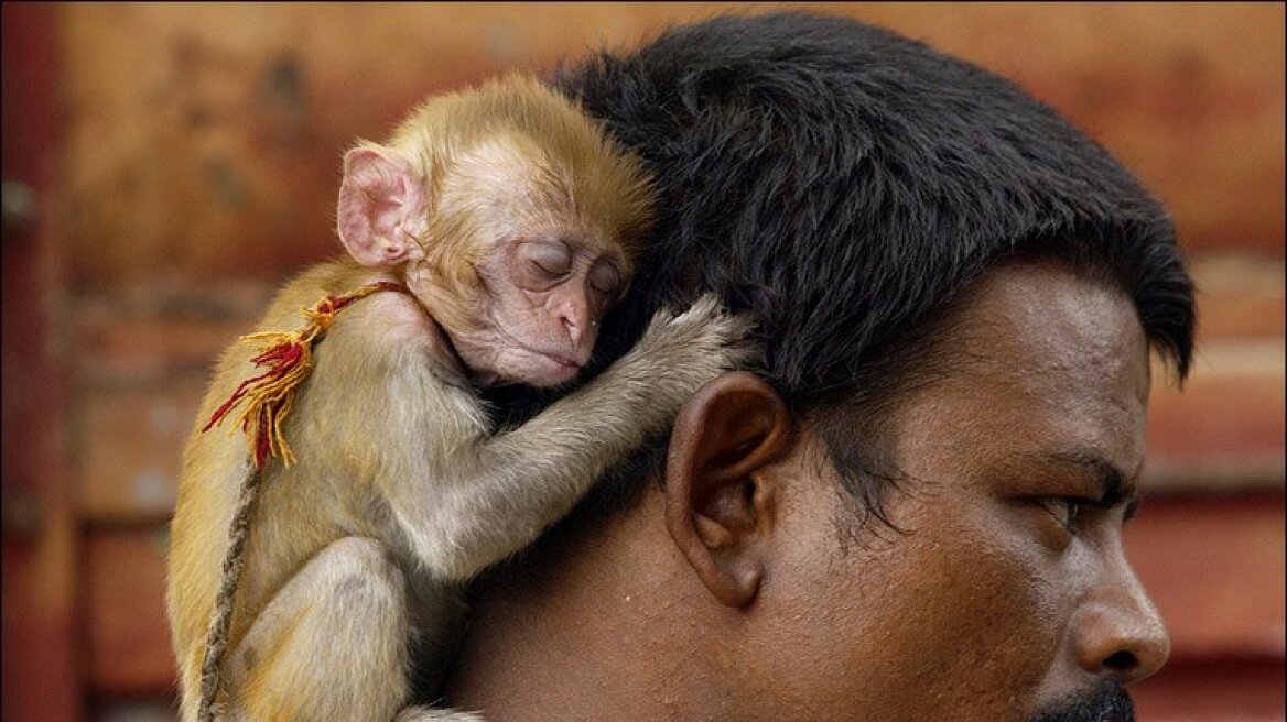 Ινδία: Άτεκνο ζεύγος πλούσιων επιχειρηματιών όρισε κληρονόμο του έναν... πίθηκο!
