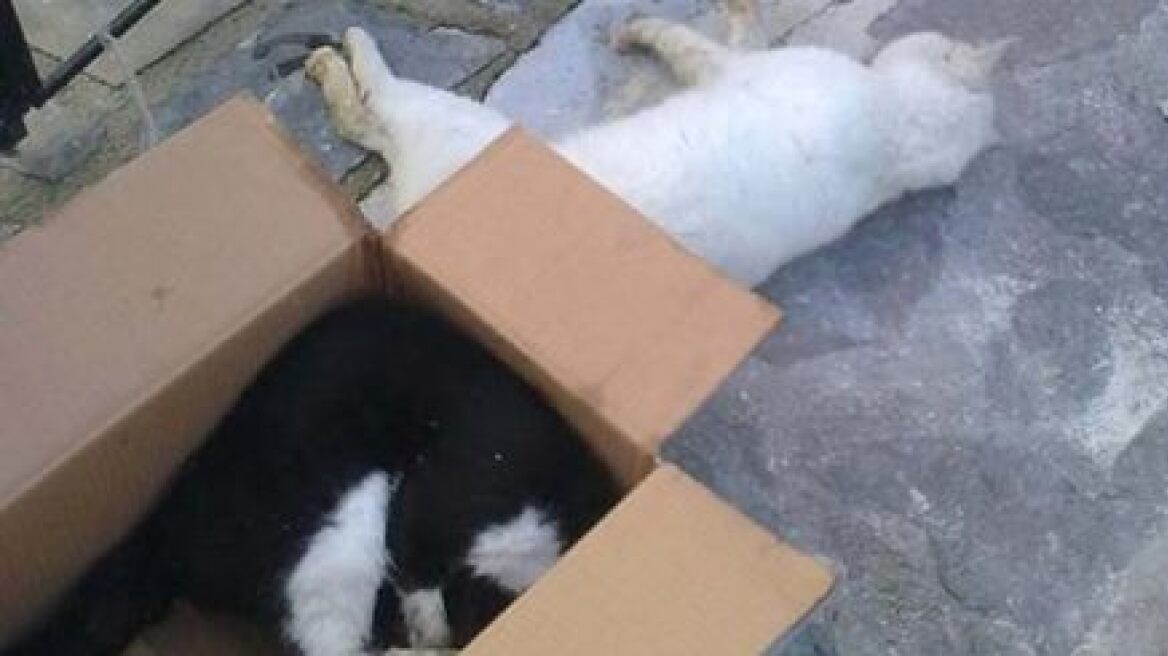 Εστιάτορας στη Σάμο δηλητηρίασε τέσσερις γάτες