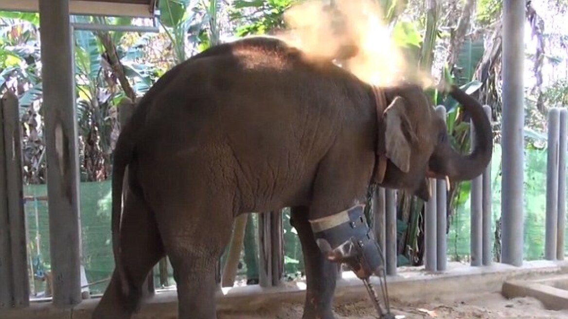 Ταϊλάνδη: Ελεφαντίνα περπατά με προσθετικό πόδι