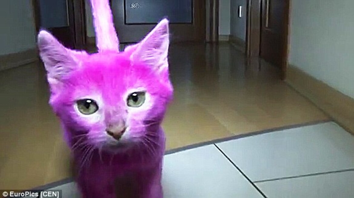 Ρωσία: Δηλητηρίασε τη γάτα της, βάφοντάς την ροζ!