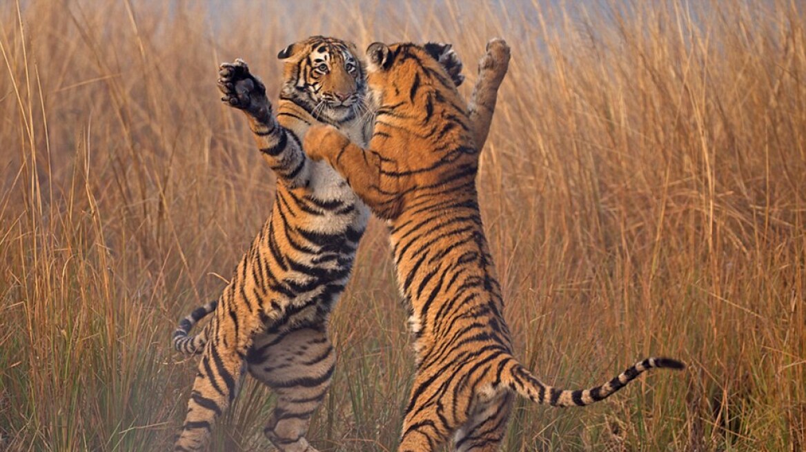Οι τίγρεις που χορεύουν