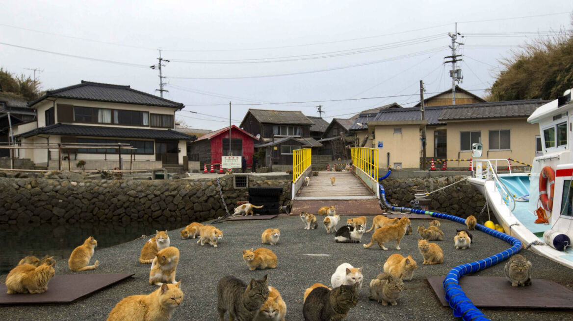 Ιαπωνία: Δείτε εικόνες από το νησί της γάτας!