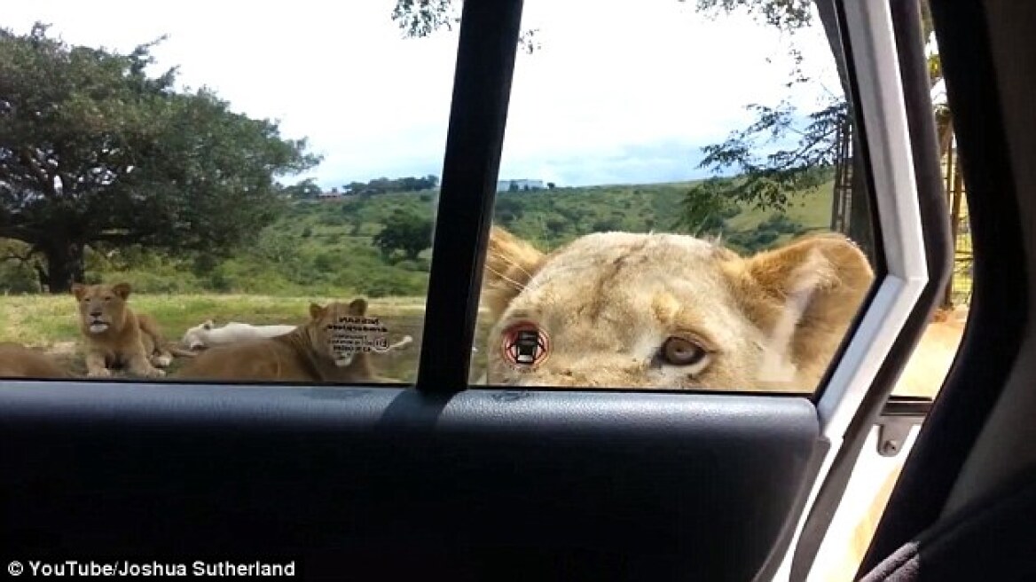 Ν. Αφρική: Λιοντάρι άνοιξε την πόρτα του αυτοκινήτου με τα δόντια του