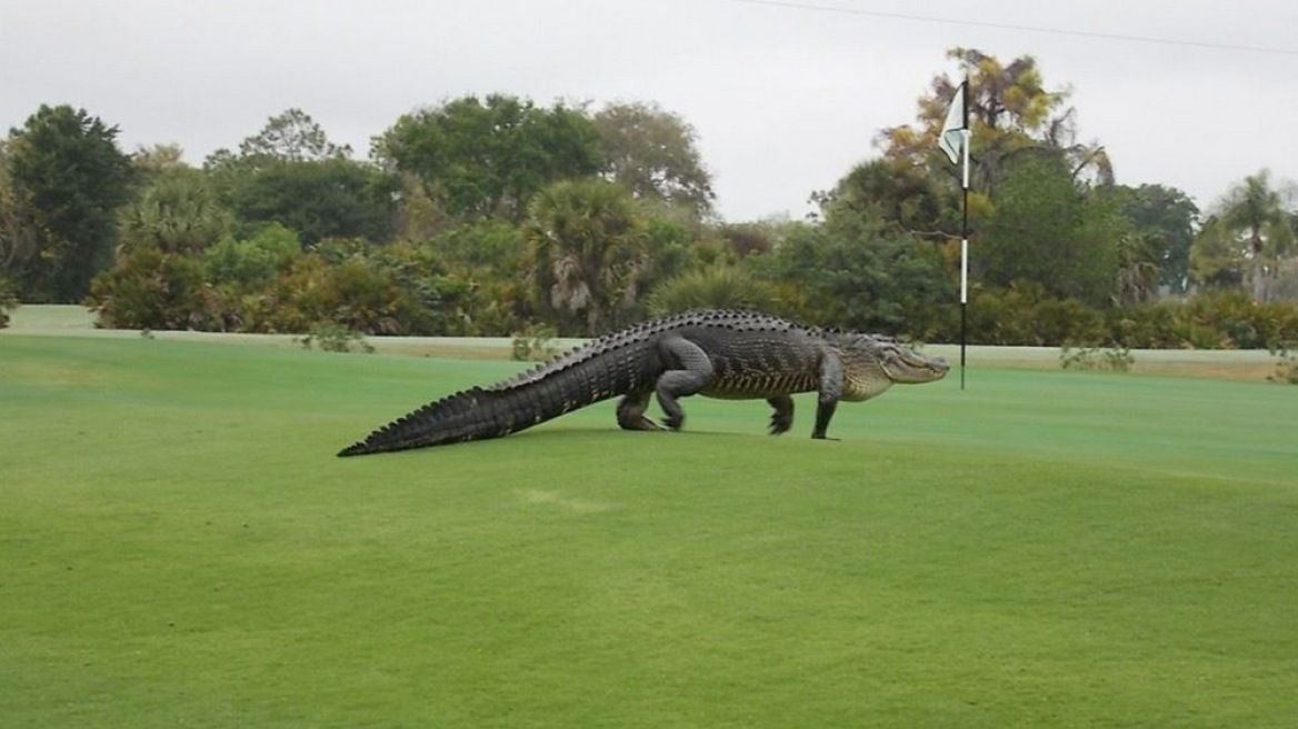 ΗΠΑ: Τεράστιος κροκόδειλος εισέβαλε σε γήπεδο γκολφ