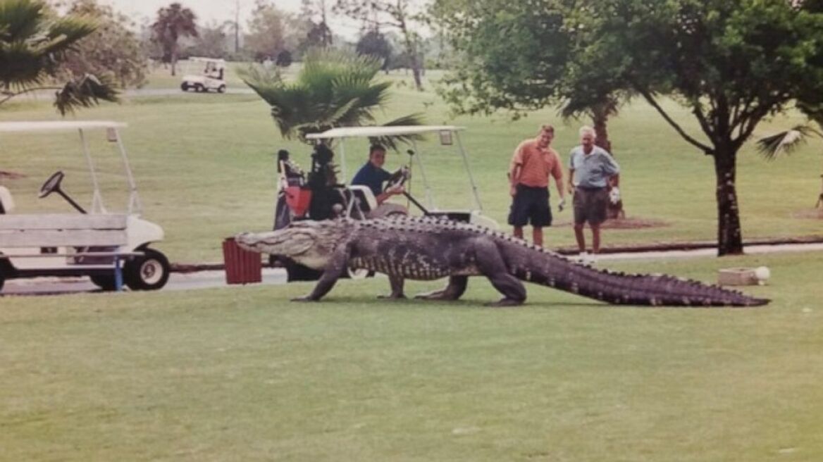 ΗΠΑ: Αλιγάτορας πήγε για γκολφ