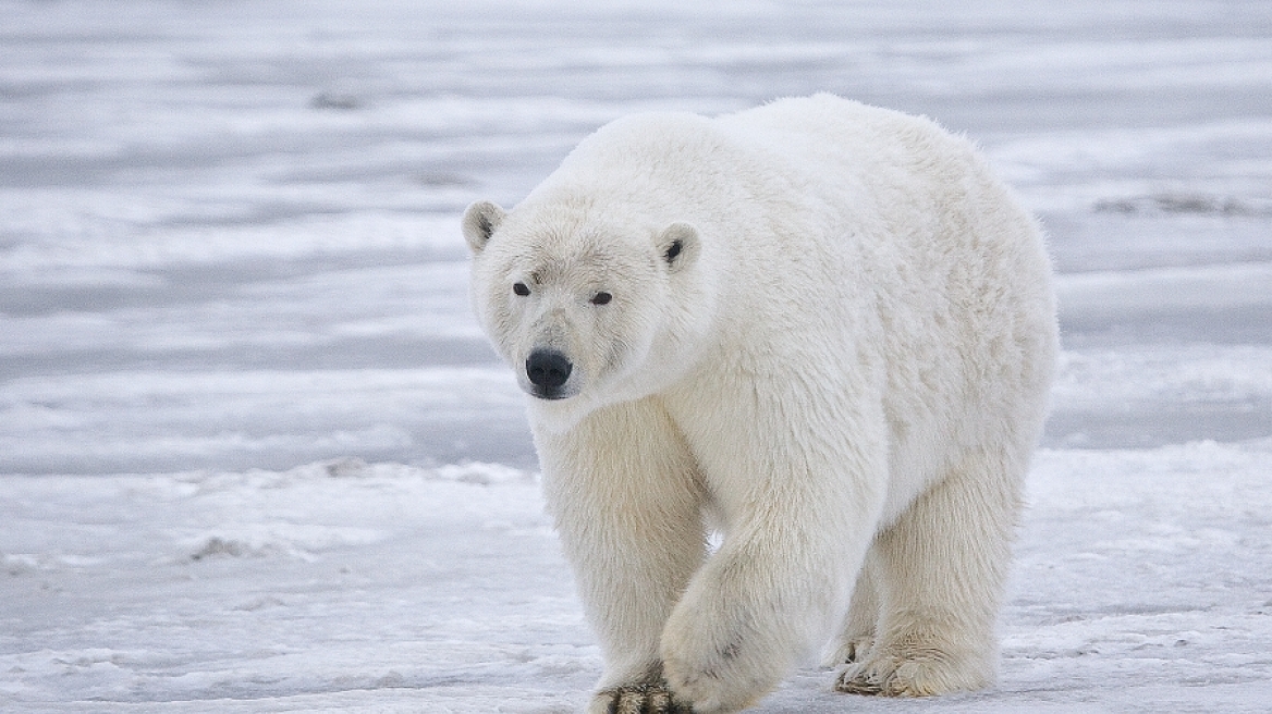 Σκότωσαν πολική αρκούδα που τραυμάτισε τουρίστα