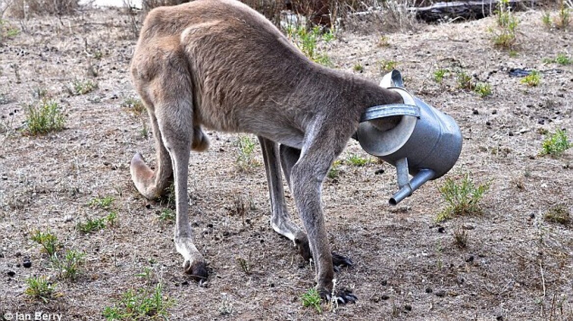 Αυστραλία: Διψασμένο καγκουρό σφήνωσε σε ποτιστήρι!