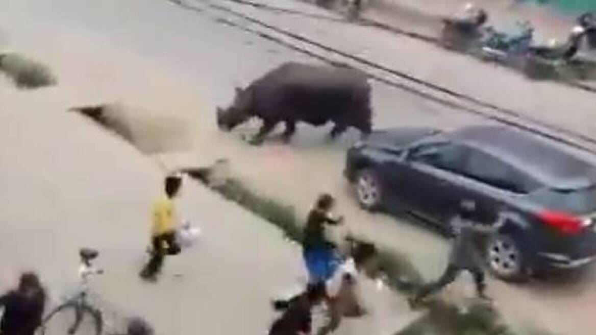 Αφηνιασμένος ρινόκερος σπέρνει τον τρόμο σε πόλη του Νεπάλ!