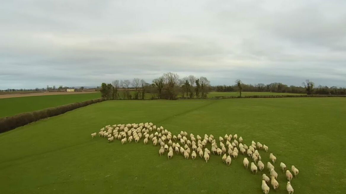 Ιρλανδία: Drone οδηγεί τα πρόβατα, αντί για σκύλο!