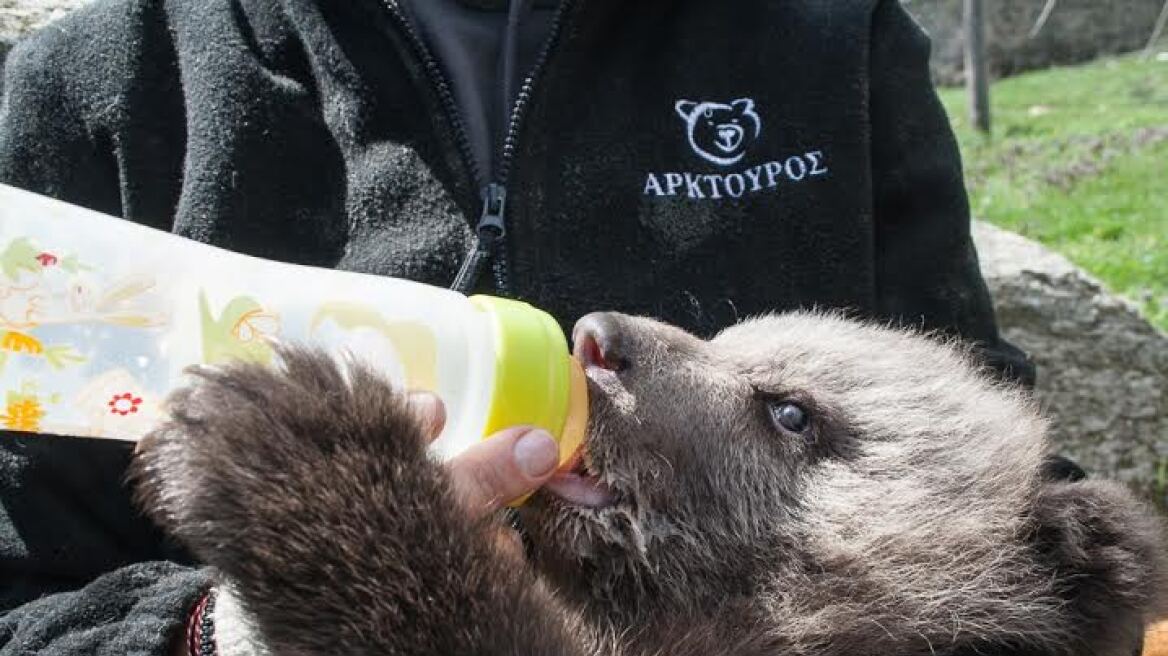 Φωτογραφίες: Καλά στην υγεία του το ορφανό αρκουδάκι που περιέθαλψε ο «Αρκτούρος»
