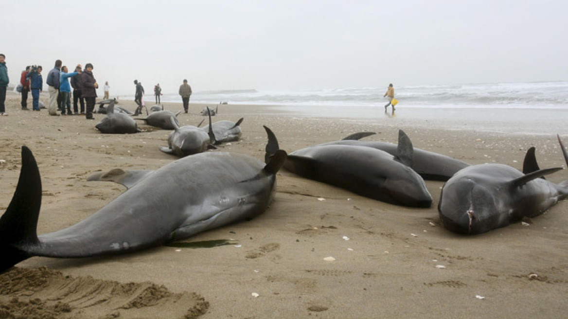 Ιαπωνία: 150 δελφίνια ξεβράστηκαν στις ακτές της Χοκότα