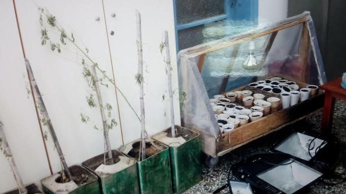 Ελασσόνα: Καλλιεργούσε κάνναβη σε αποθήκη και θερμοκήπιο