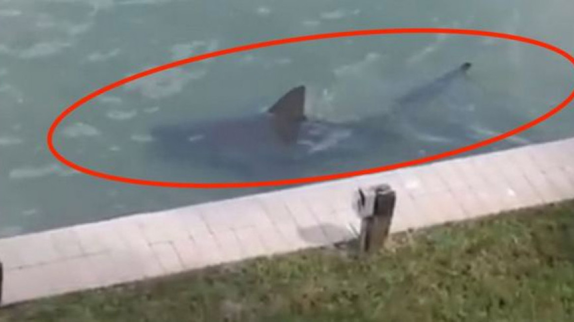 Τρόμος στην Φλόριντα - Καρχαρίες κολυμπούν δίπλα από αυλές σπιτιών