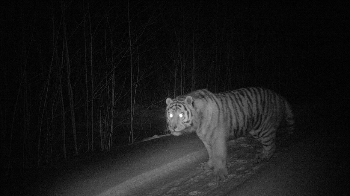 Ταξίδι στην Ρωσική Άπω Ανατολή δίπλα στις τίγρεις της Σιβηρίας!