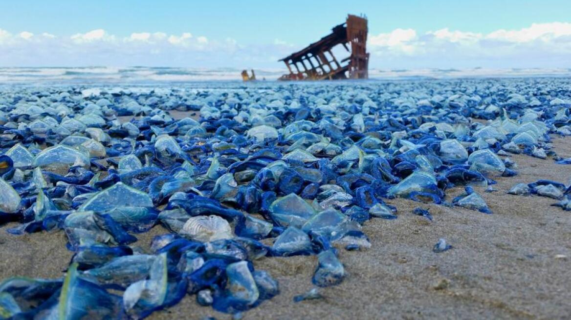 ΗΠΑ: Εκατομμύρια μπλε μέδουσες ξεβράζονται στις παραλίες